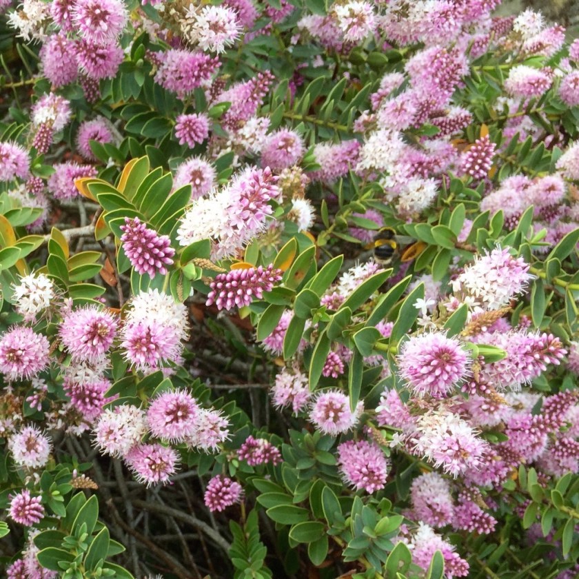 #sundaysevens 163 (1)