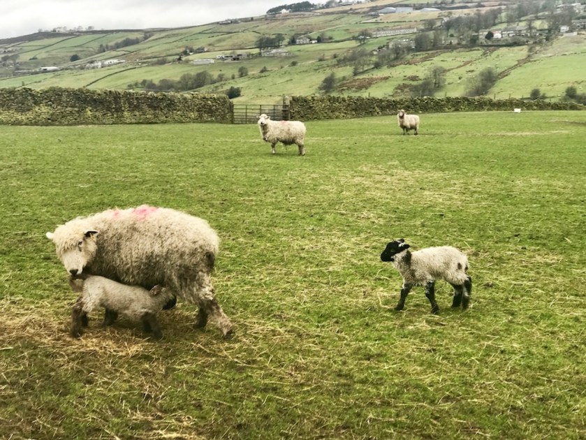 sundaysevens-thimberlina-handmadebychris-1348