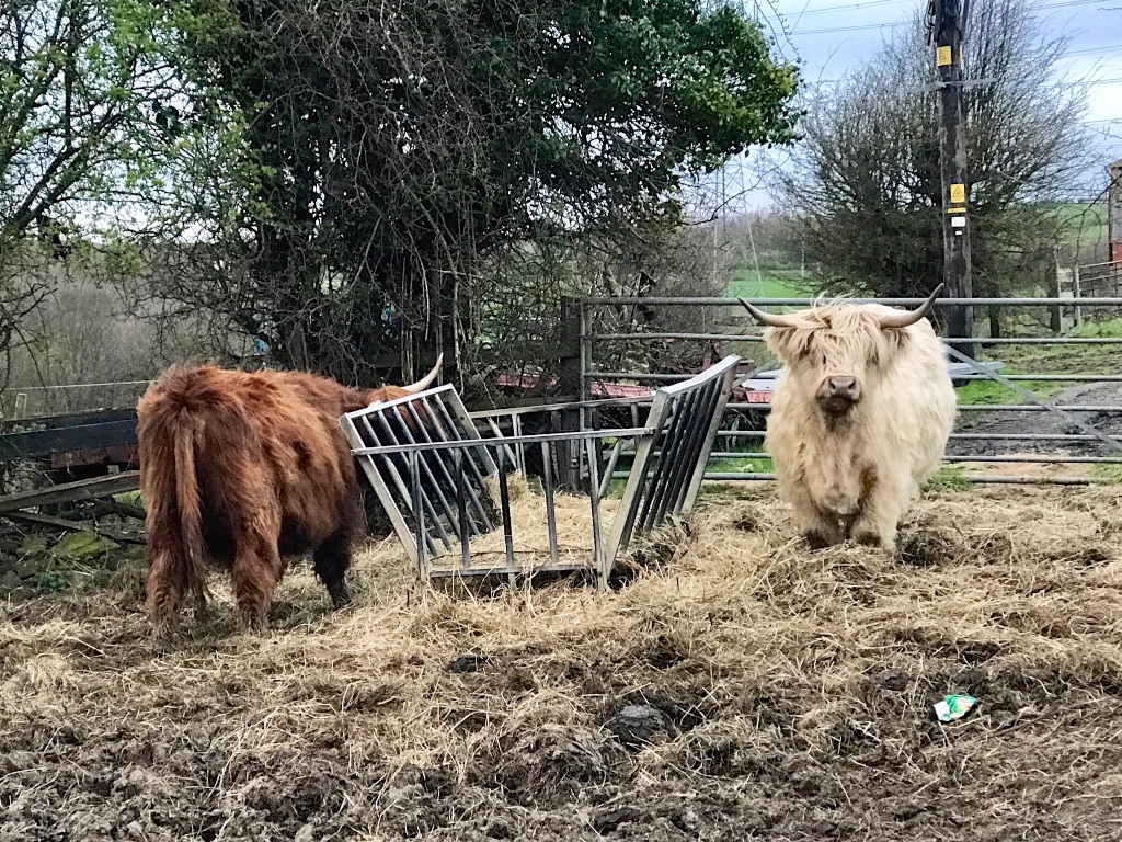 #sundaysevens #thimberlina 1373 (3)