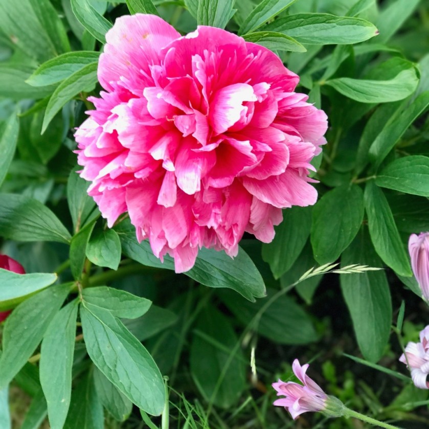 #sundaysevens #thimberlina 24 (1)