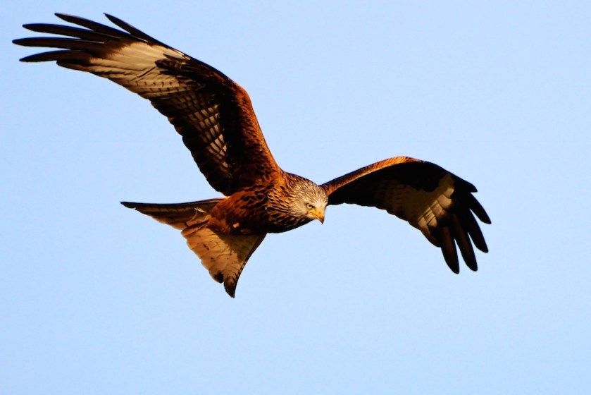 #sundaysevens #thimberlina #sewingblog 1430