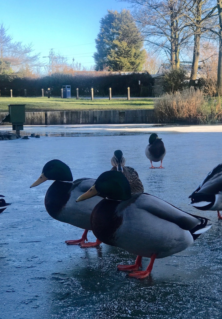 #sundaysevens #thimberlina #sewingblog 1437